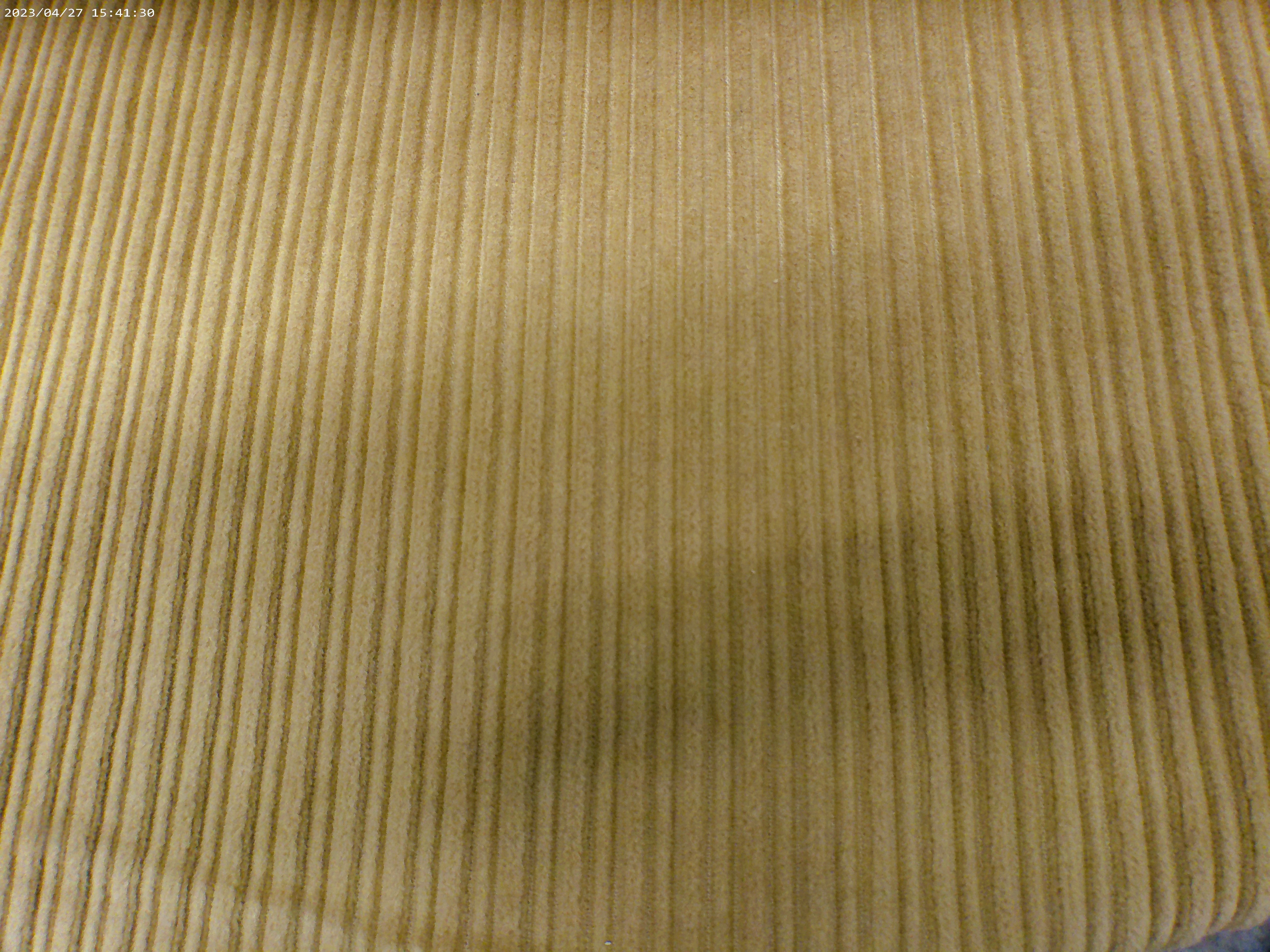 Cotton Corduroy ( NEW 2026 )