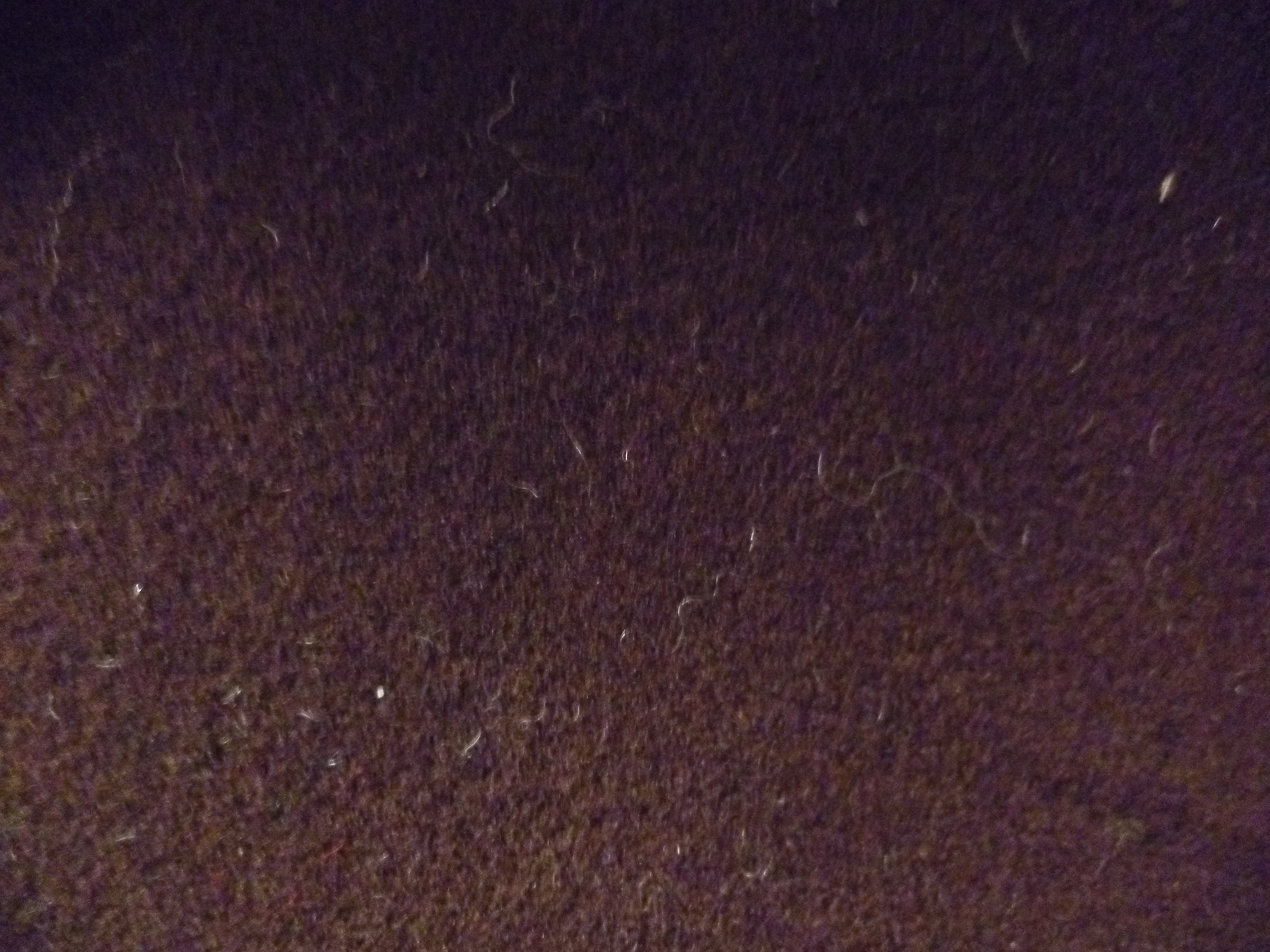 Burgundy Red Plain Wool Coating